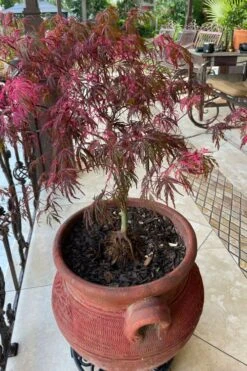Pink Ballerina Japanese Maple - 2 Gallon Pot -Garden Sales Store acer palmatum pink ballerina japanese maple 4