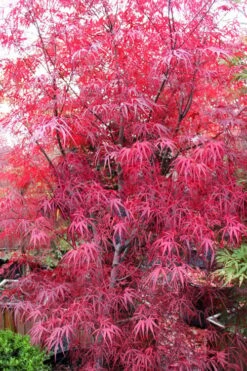 Pung Kil Japanese Maple - 3 Gallon Pot -Garden Sales Store acer palmatum pung kil japanese maple 1 1