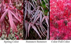 Pung Kil Japanese Maple - 3 Gallon Pot -Garden Sales Store acer palmatum pung kil japanese maple 4