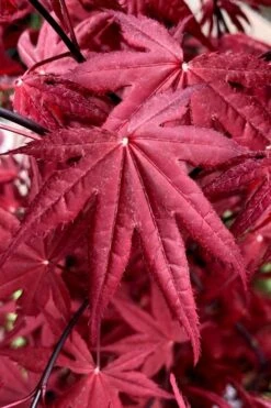 Rhode Island Red Japanese Maple - 3 Gallon Pot -Garden Sales Store acer palmatum rhode island red japanese maple 2