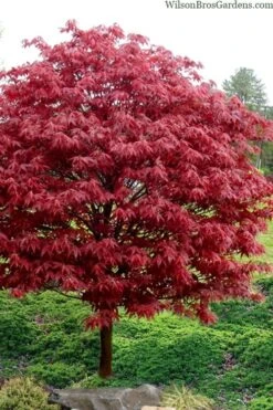 Rhode Island Red Japanese Maple - 3 Gallon Pot -Garden Sales Store acer palmatum rhode island red japanese maple 4
