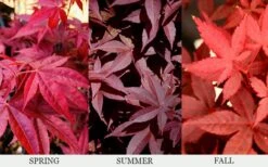 Rhode Island Red Japanese Maple - 3 Gallon Pot -Garden Sales Store acer palmatum rhode island red japanese maple 6