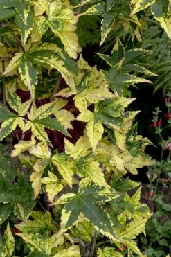 Sagara Nishiki Japanese Maple - 3 Gallon Pot -Garden Sales Store acer palmatum sagara nishiki japanese maple 7