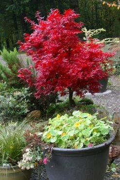 Shaina Dwarf Red Japanese Maple (Single Trunk / Standard) - 3 Gallon Pot -Garden Sales Store acer palmatum shaina japanese maple 12