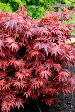 Shaina Dwarf Red Japanese Maple (Single Trunk / Standard) - 3 Gallon Pot -Garden Sales Store acer palmatum shaina japanese maple 7