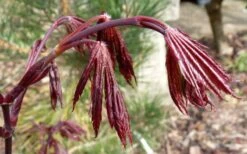 Trompenburg Japanese Maple - 5 Gallon Pot -Garden Sales Store acer palmatum shirasawanum trompenburg japanese maple 1