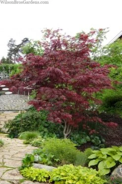 Trompenburg Japanese Maple - 5 Gallon Pot -Garden Sales Store acer palmatum shirasawanum trompenburg japanese maple 10