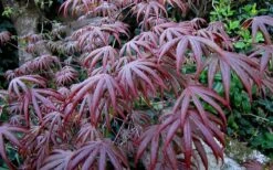 Trompenburg Japanese Maple - 5 Gallon Pot -Garden Sales Store acer palmatum shirasawanum trompenburg japanese maple 2