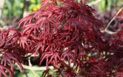 Trompenburg Japanese Maple - 5 Gallon Pot -Garden Sales Store acer palmatum shirasawanum trompenburg japanese maple 8