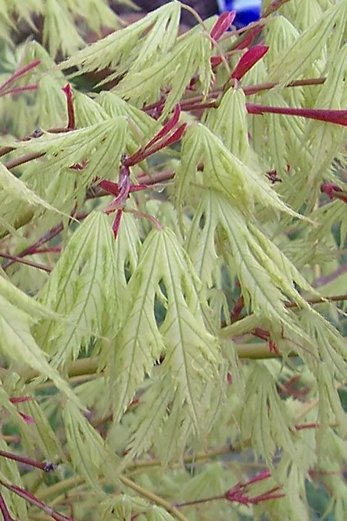Sister Ghost Japanese Maple - 3 Gallon Pot (3-4') 1 Sister Ghost Japanese Maple - 3 Gallon Pot (3-4')