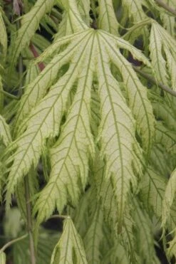 Sister Ghost Japanese Maple - 3 Gallon Pot (3-4') 18 Sister Ghost Japanese Maple - 3 Gallon Pot (3-4') -Garden Sales Store acer palmatum sister ghost japanese maple 2