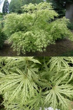 Sister Ghost Japanese Maple - 3 Gallon Pot (3-4') 14 Sister Ghost Japanese Maple - 3 Gallon Pot (3-4') -Garden Sales Store acer palmatum sister ghost japanese maple 5