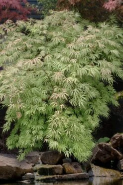 Sister Ghost Japanese Maple - 3 Gallon Pot (3-4') 17 Sister Ghost Japanese Maple - 3 Gallon Pot (3-4') -Garden Sales Store acer palmatum sister ghost japanese maple 8