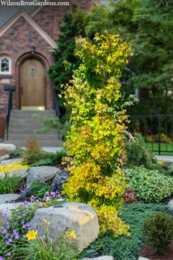 Skyscraper Columnar Japanese Maple - 1 Gallon Pot -Garden Sales Store acer palmatum skyscraper japanese maple 4