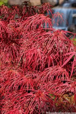 Villa Taranto Japanese Maple - 5 Gallon Pot -Garden Sales Store acer palmatum villa taranto japanese maple 4