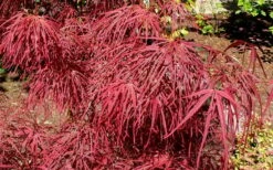 Villa Taranto Japanese Maple - 5 Gallon Pot -Garden Sales Store acer palmatum villa taranto japanese maple 5