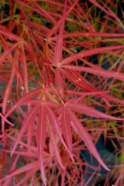 Villa Taranto Japanese Maple - 5 Gallon Pot -Garden Sales Store acer palmatum villa taranto japanese maple 6