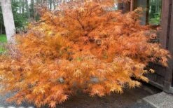 Villa Taranto Japanese Maple - 5 Gallon Pot -Garden Sales Store acer palmatum villa taranto japanese maple 7