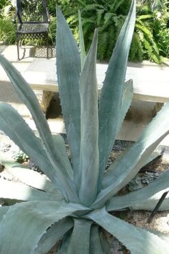 American Agave (Century Plant) - 3 Gallon Pot -Garden Sales Store agave americana centrury plant 1