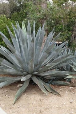 American Agave (Century Plant) - 3 Gallon Pot -Garden Sales Store agave americana centrury plant 5