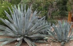 American Agave (Century Plant) - 3 Gallon Pot -Garden Sales Store agave americana centrury plant 6