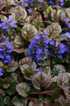 Bronze Beauty Ajuga (Bugleweed) - 6 Pack Of 3.5" Pint Pots 9 Bronze Beauty Ajuga (Bugleweed) - 6 Pack Of 3.5" Pint Pots -Garden Sales Store ajuga bronze beauty 28