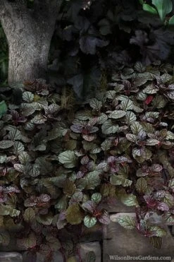 Bronze Beauty Ajuga (Bugleweed) - 6 Pack Of 3.5" Pint Pots 10 Bronze Beauty Ajuga (Bugleweed) - 6 Pack Of 3.5" Pint Pots -Garden Sales Store ajuga bronze beauty 30