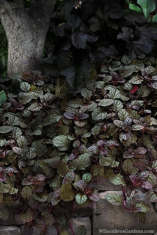 Bronze Beauty Ajuga (Bugleweed) - 6 Pack Of 3.5" Pint Pots 5 Bronze Beauty Ajuga (Bugleweed) - 6 Pack Of 3.5" Pint Pots - Image 5