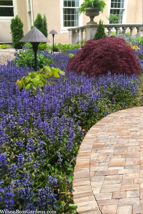 Garden Sales Store -Garden Sales Store ajuga reptans bronze beauty bugleweed 102