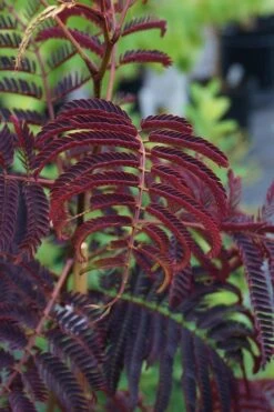 Summer Chocolate Mimosa Tree - 5 Gallon Pot -Garden Sales Store albizia julibrissin summer chocolate mimosa tree 4
