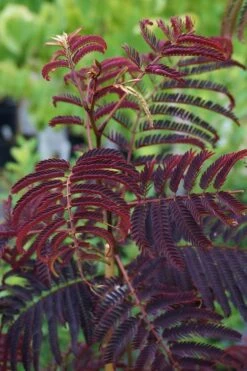 Summer Chocolate Mimosa Tree - 5 Gallon Pot -Garden Sales Store albizia julibrissin summer chocolate mimosa tree 5