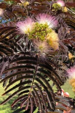 Summer Chocolate Mimosa Tree - 5 Gallon Pot -Garden Sales Store albizia julibrissin summer chocolate mimosa tree 7