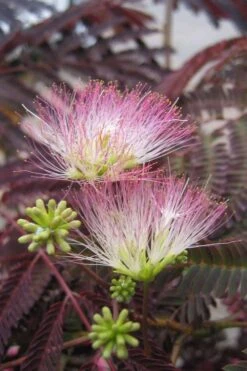 Summer Chocolate Mimosa Tree - 5 Gallon Pot -Garden Sales Store albizia julibrissin summer chocolate mimosa tree 8