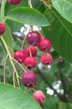Shadblow Serviceberry Tree (Amelanchier Canadensis) - 3 Gallon Pot -Garden Sales Store amelanchier arborea shadblow serviceberry berries 3