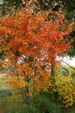 Shadblow Serviceberry Tree (Amelanchier Canadensis) - 3 Gallon Pot -Garden Sales Store amelanchier arborea shadblow serviceberry fall foliage