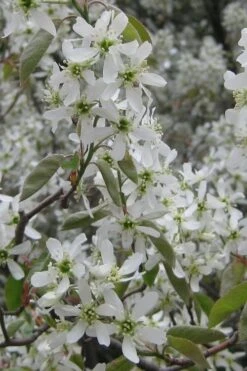 Shadblow Serviceberry Tree (Amelanchier Canadensis) - 3 Gallon Pot -Garden Sales Store amelanchier arborea shadblow serviceberry flowers 4
