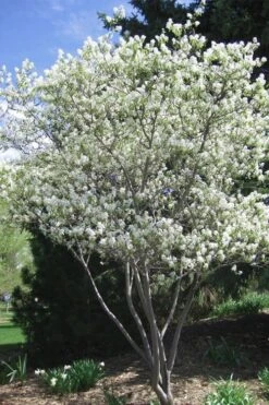 Shadblow Serviceberry Tree (Amelanchier Canadensis) - 3 Gallon Pot -Garden Sales Store amelanchier arborea shadblow serviceberry tree 2