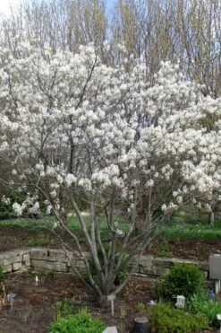 Shadblow Serviceberry Tree (Amelanchier Canadensis) - 3 Gallon Pot -Garden Sales Store amelanchier arborea shadblow serviceberry tree 3