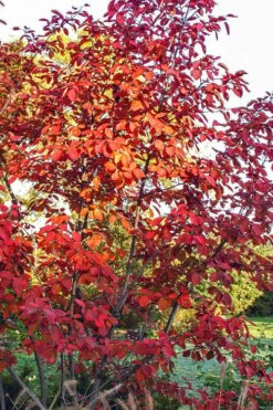 Autumn Brilliance Serviceberry Tree - 3 Gallon Pot -Garden Sales Store amelanchier grandiflora autumn brilliance serviceberry 3