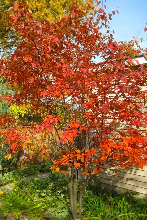 Garden Sales Store -Garden Sales Store amelanchier grandiflora autumn brilliance serviceberry 4