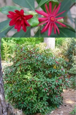 Florida Anise - Illicium Floridanum - 7 Gallon Pot 10 Florida Anise - Illicium Floridanum - 7 Gallon Pot -Garden Sales Store anise florida illicium floridanum 500x750 1