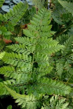 Shiny Bristle Fern - 6 Pack Of 1 Gallon Pots -Garden Sales Store arachnoides davalliaeformis shiny bristle fern 2