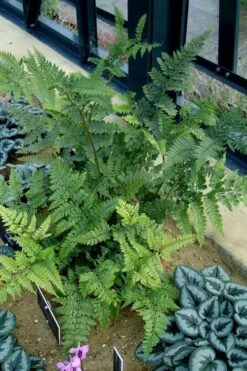 Shiny Bristle Fern - 6 Pack Of 1 Gallon Pots -Garden Sales Store arachnoides davalliaeformis shiny bristle fern 4