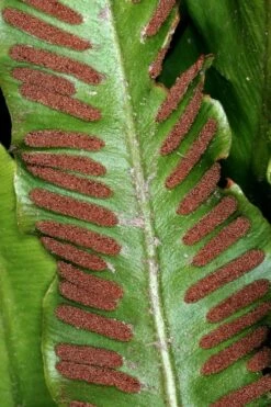 Hart's Tongue Fern (Asplenium Scolopendrium) - 1 Gallon Pot -Garden Sales Store asplenium scolopendrium harts tongue fern 2