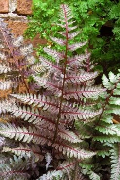 Regal Red Japanese Painted Fern - 5 Pack Of Quart Pots -Garden Sales Store athyrium pictum regal red japanese painted fern 11