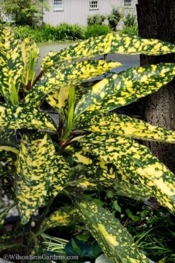 Hosoba Hoshifu Variegated Aucuba (Japanese Laurel) - 3 Gallon Pot