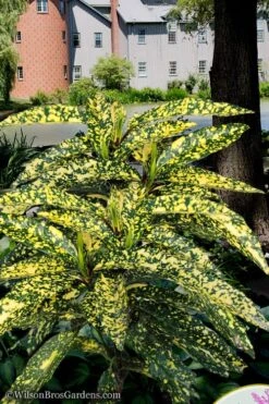 Hosoba Hoshifu Variegated Aucuba (Japanese Laurel) - 3 Gallon Pot -Garden Sales Store aucuba hosoba hoshifu11