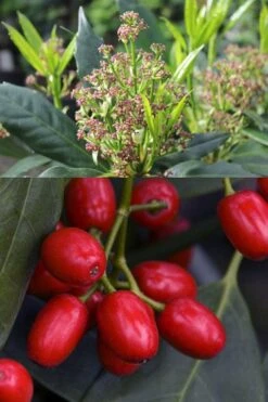 Sawtoothed Aucuba Serratifolia - 6 Pack Of 1 Gallon Pots -Garden Sales Store aucuba japonica serratifolia sawtoothed japanese laurel 21