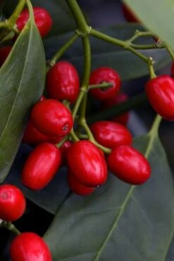 Sawtoothed Aucuba Serratifolia - 6 Pack Of 1 Gallon Pots -Garden Sales Store aucuba japonica serratifolia sawtoothed japanese laurel 23