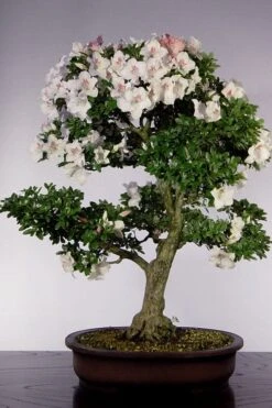 Joga Satsuki Azalea - 1 Gallon Pot 10 Joga Satsuki Azalea - 1 Gallon Pot -Garden Sales Store azalea